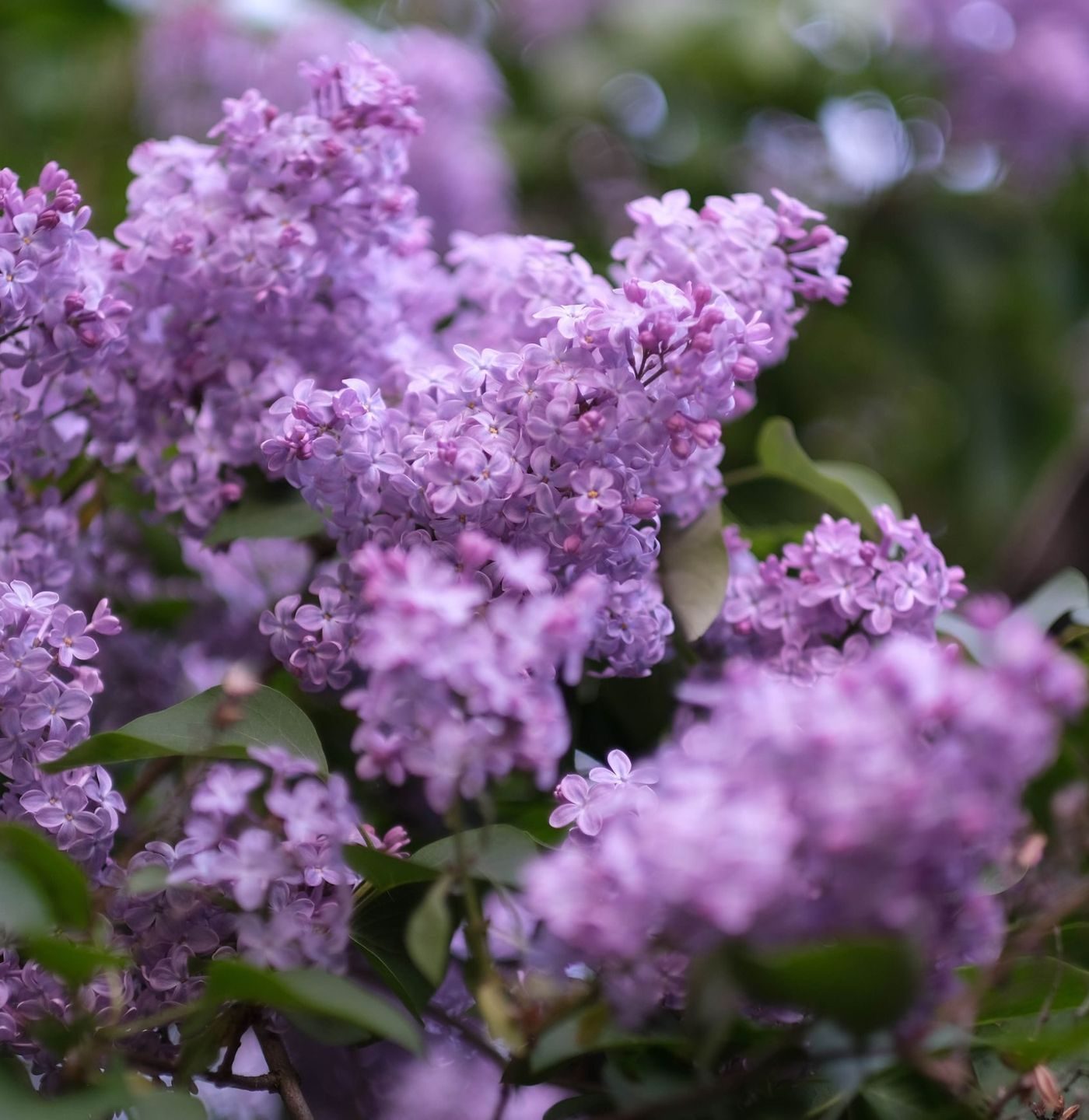 syrrinblomster