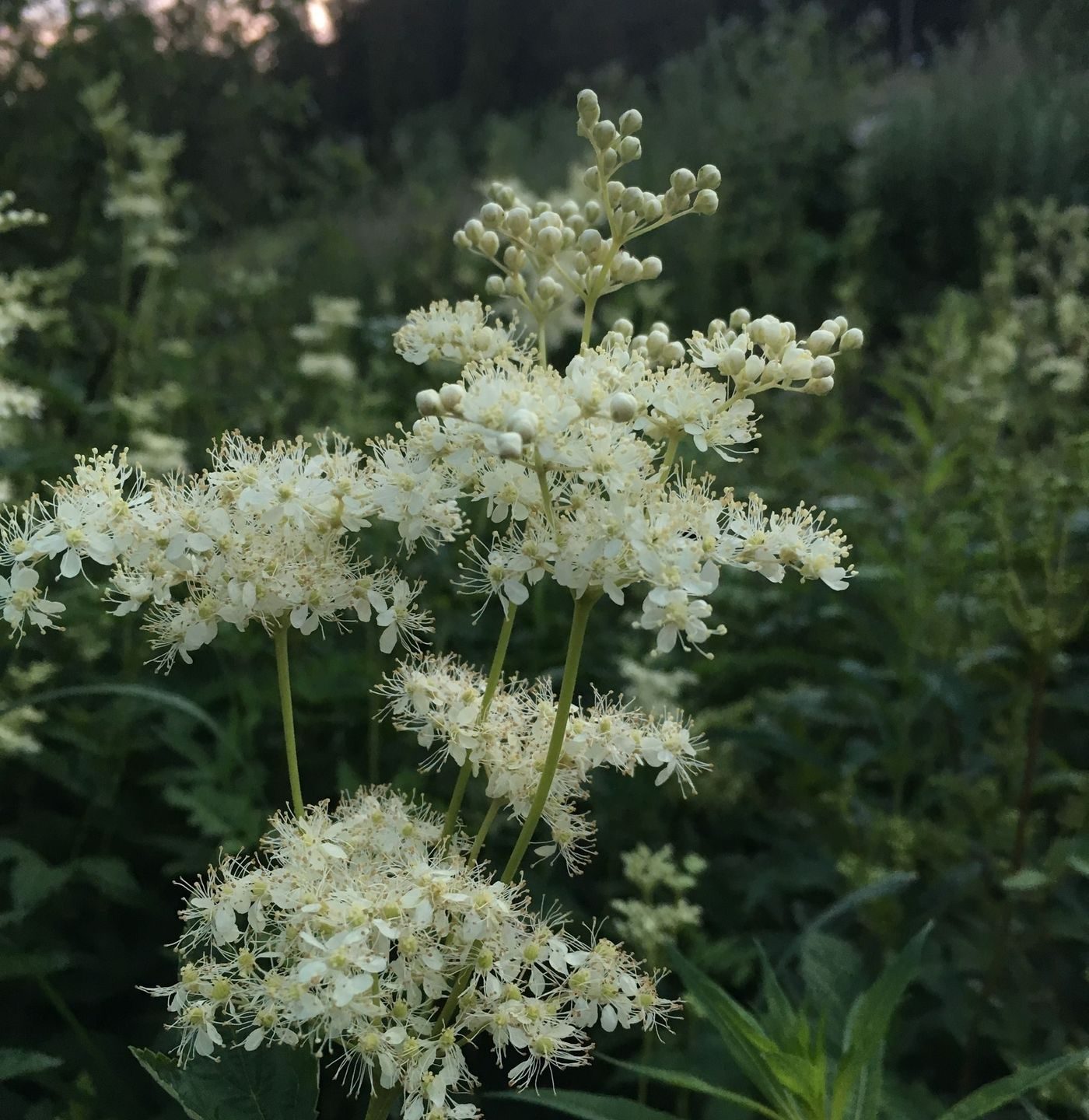 mjødurtblomster