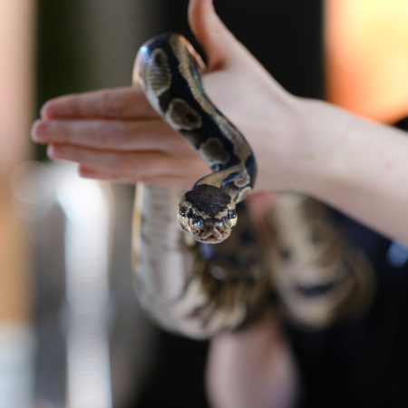 kvinne som viser frem en slange som hun holder i hendene