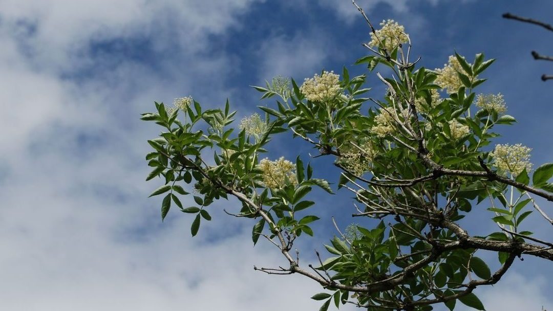 hvite blomster på en gren