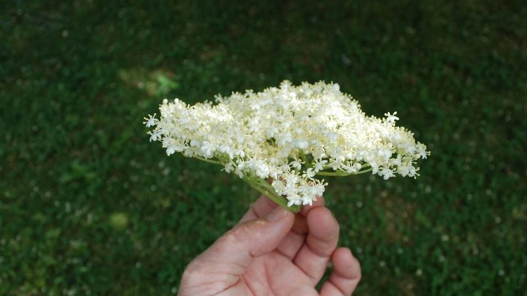 hvit blomst holdt i en hånd