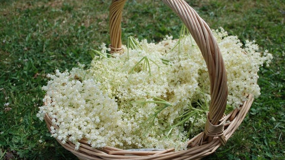 hvite blomster samlet i en kurv