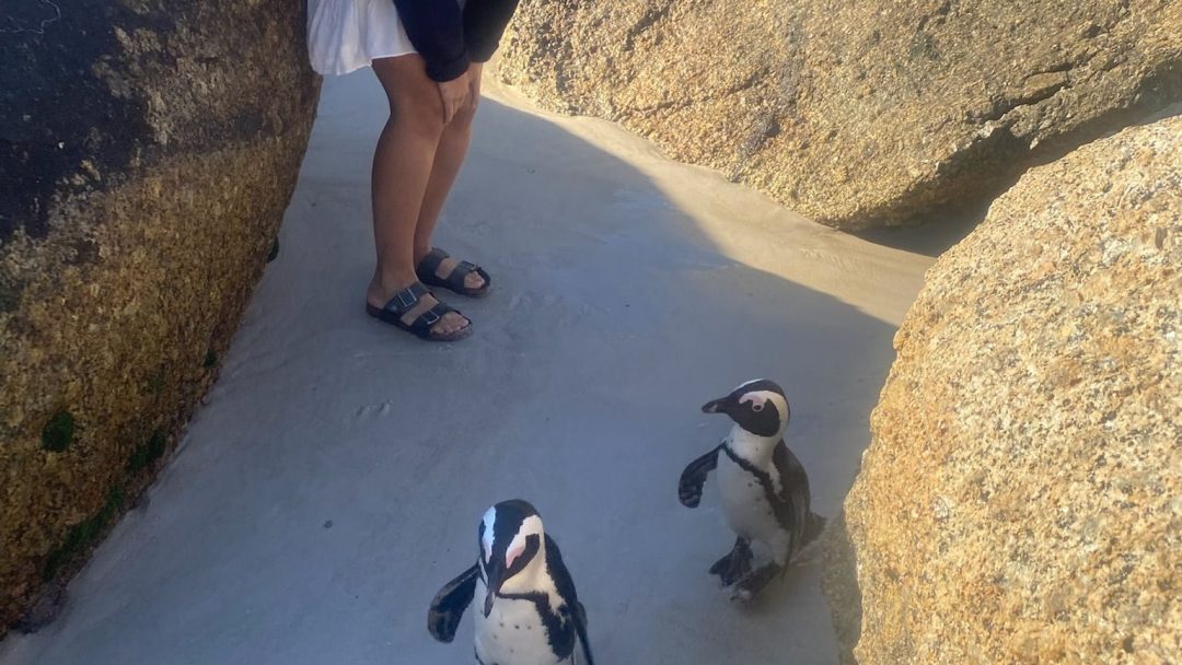 bilde av pingviner