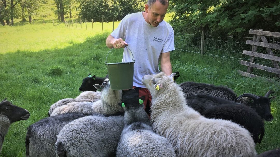 sheep, man feeding