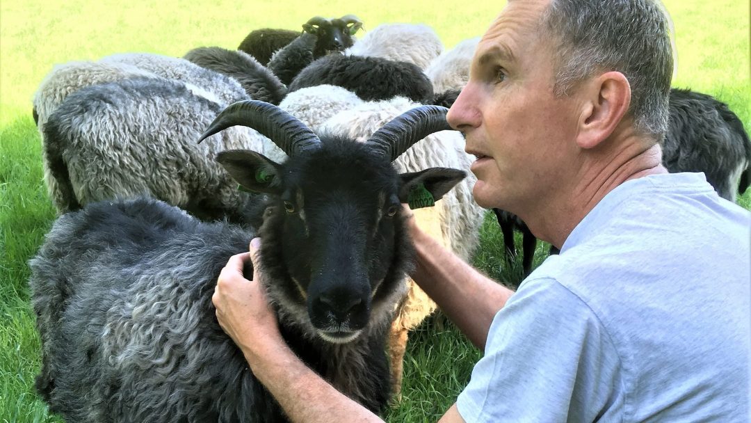 Anders Thevik, grazing sheep