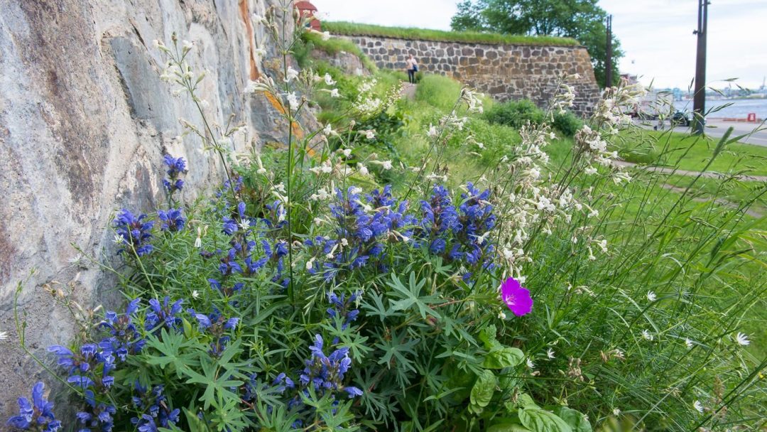 Blomsterenger ved Akershus festning