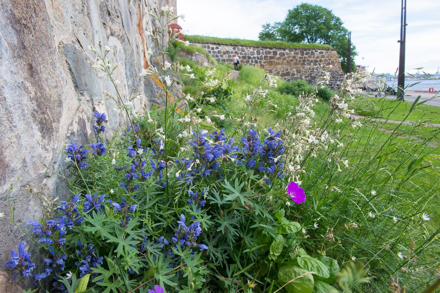 Blomsterenger ved Akershus festning