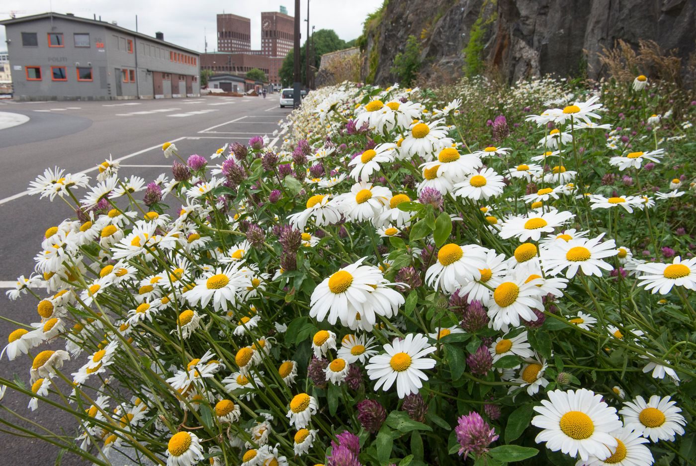 Blomsterenger ved Akershus festning