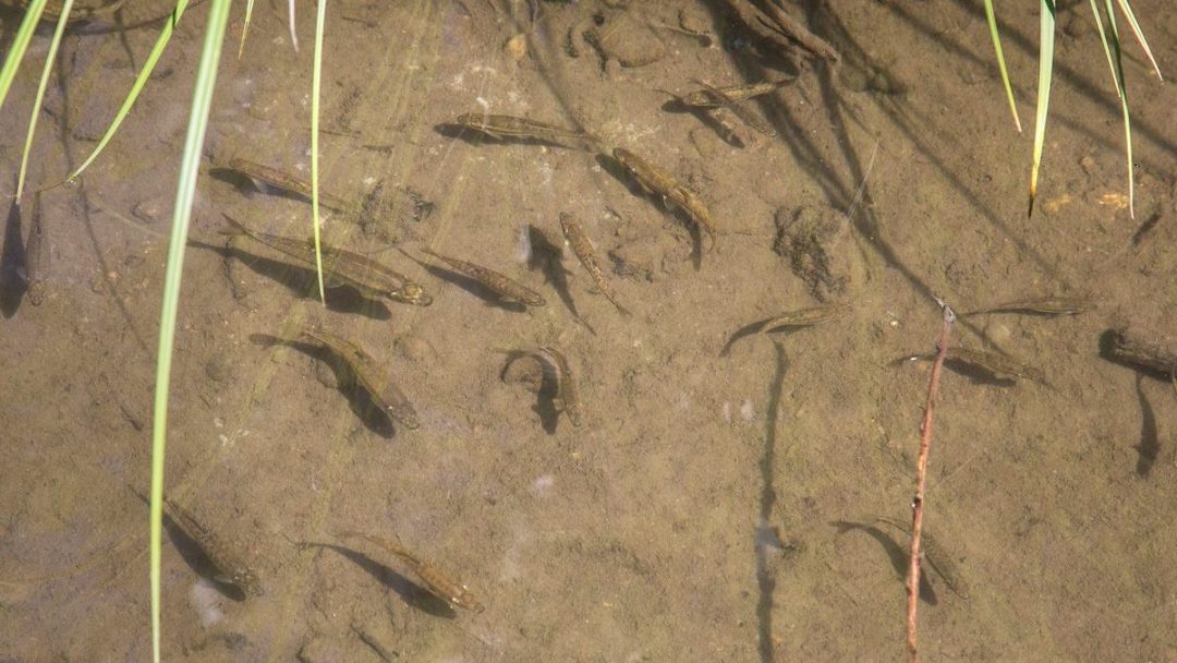 Fish in the Alna River