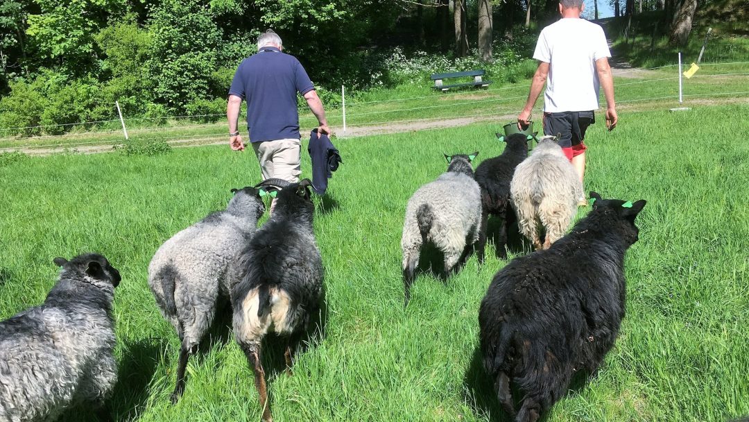 men, sheep running and grazing freely