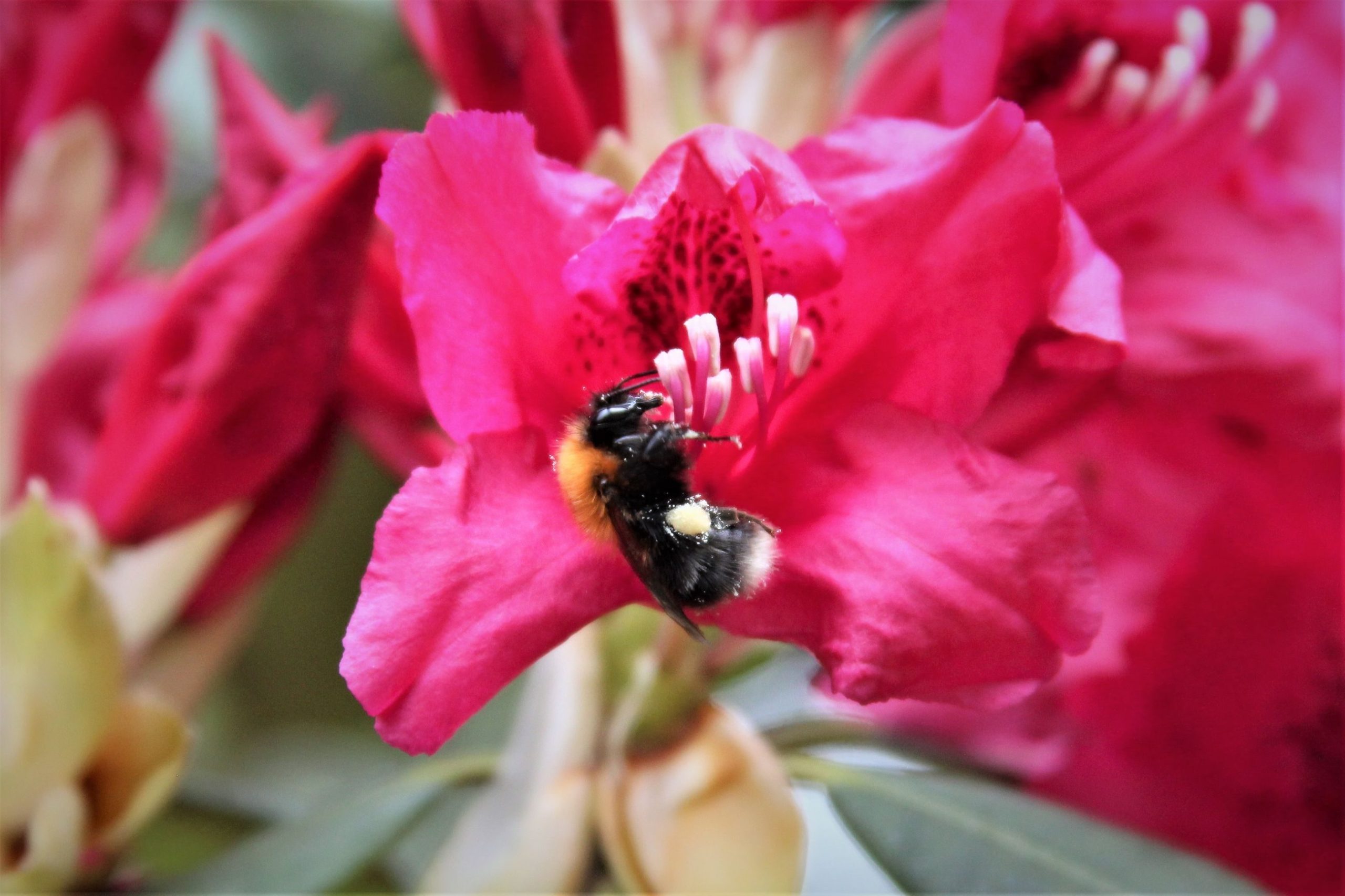 Pollinatorvennlige blomster