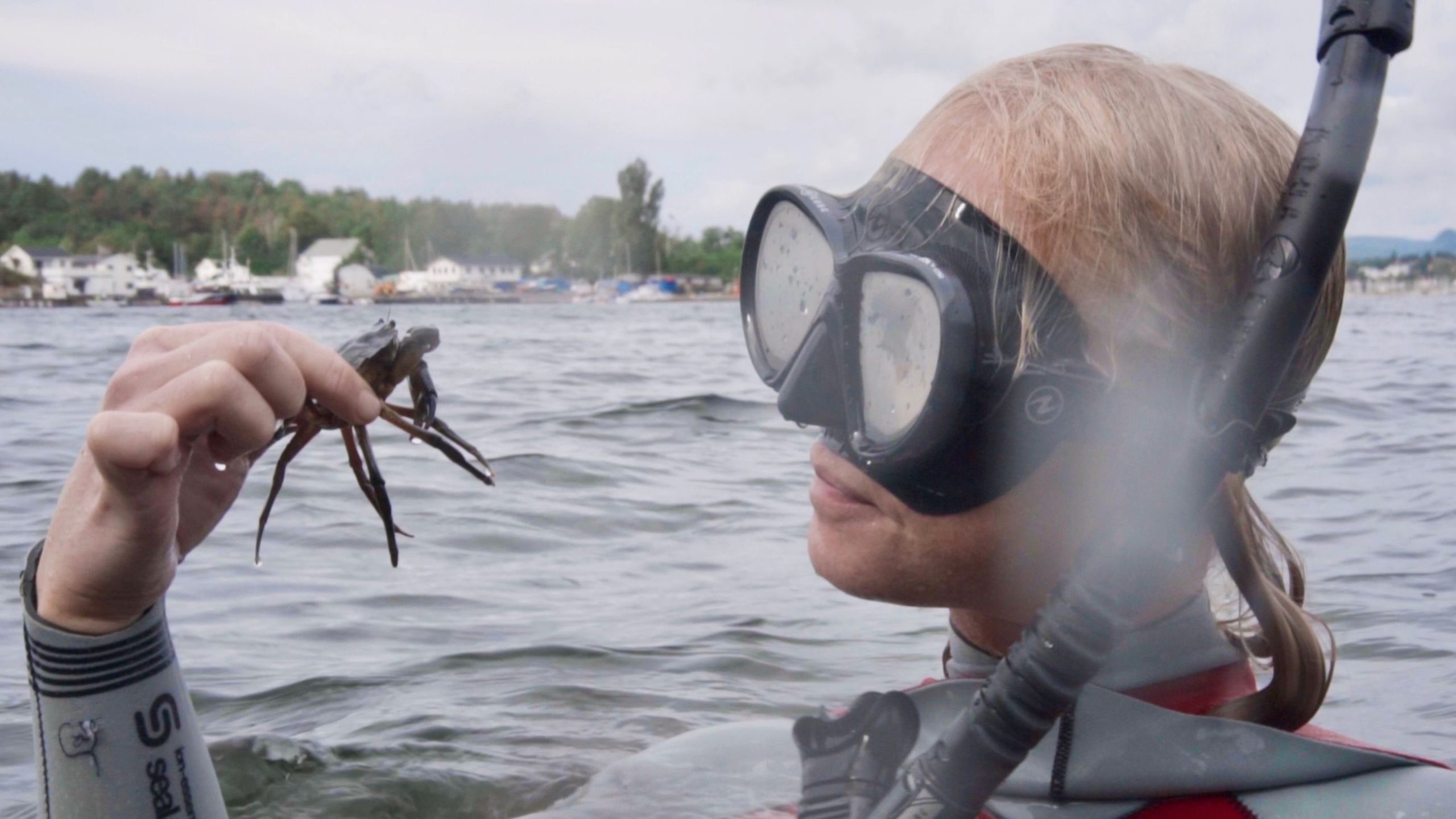 Livet i Oslofjorden, dykker, sjøstjerne