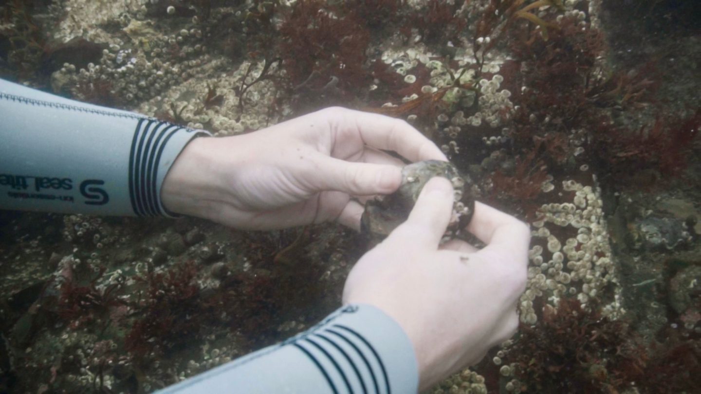 Klimaendringer påvirker livet i Oslofjorden