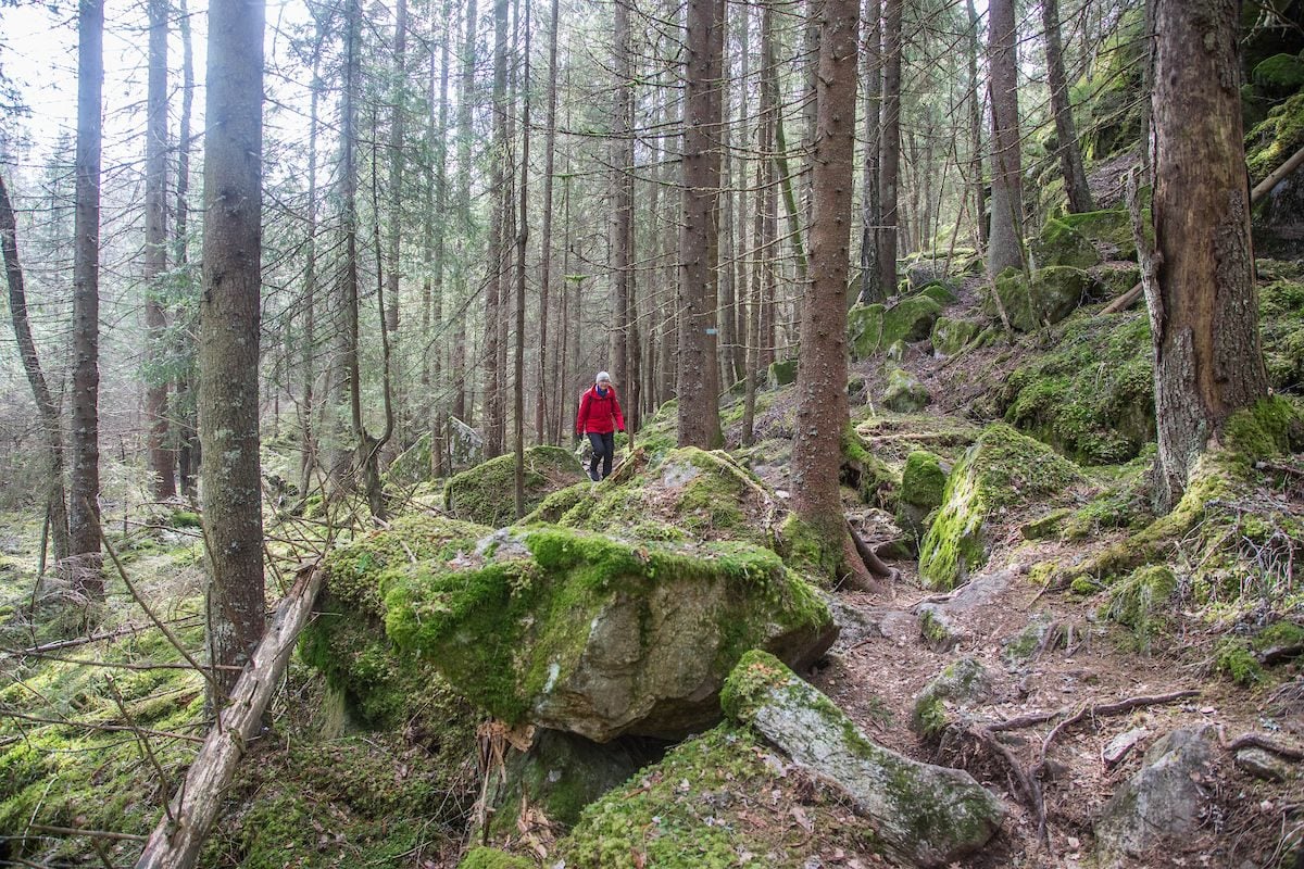 Skogssti: På tur til fots uten trengsel i Oslo