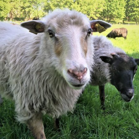 sheep, field at Hovedøya