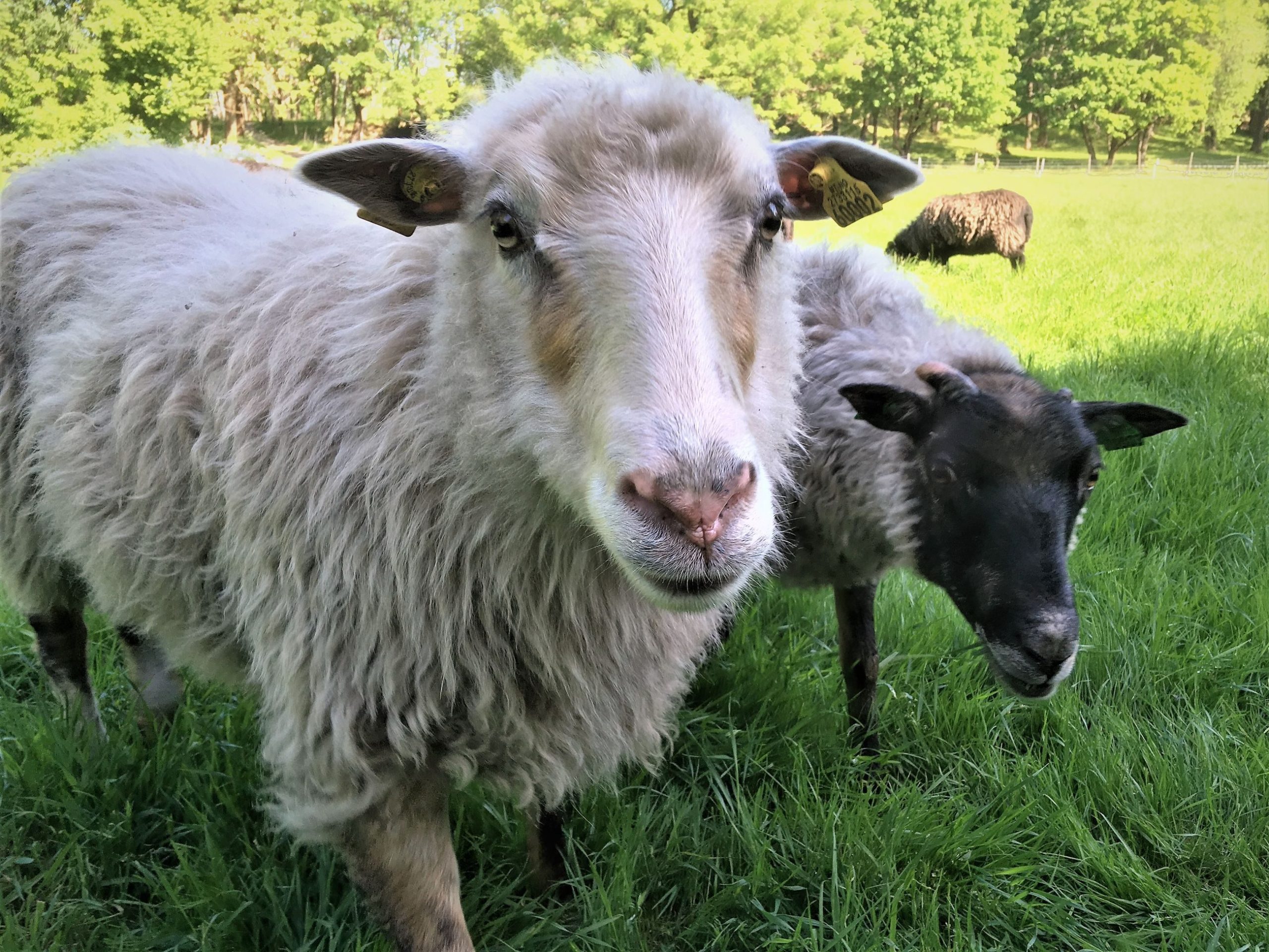 sheep, field at Hovedøya