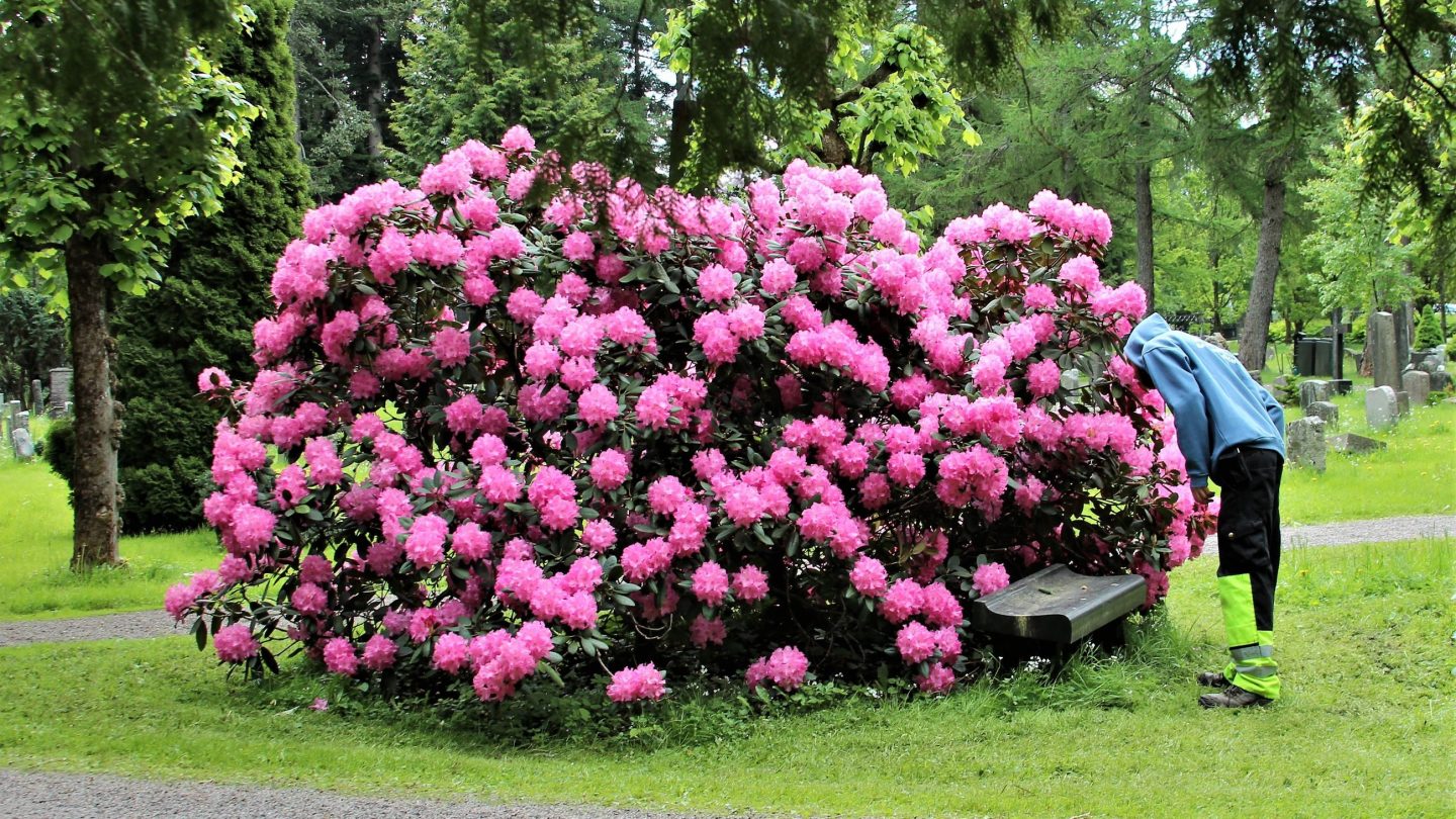 Pollinatorvennlige blomster