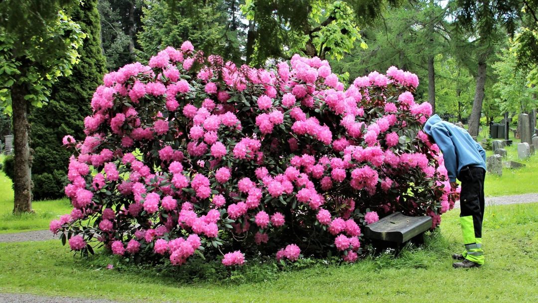 stor Rhododendron