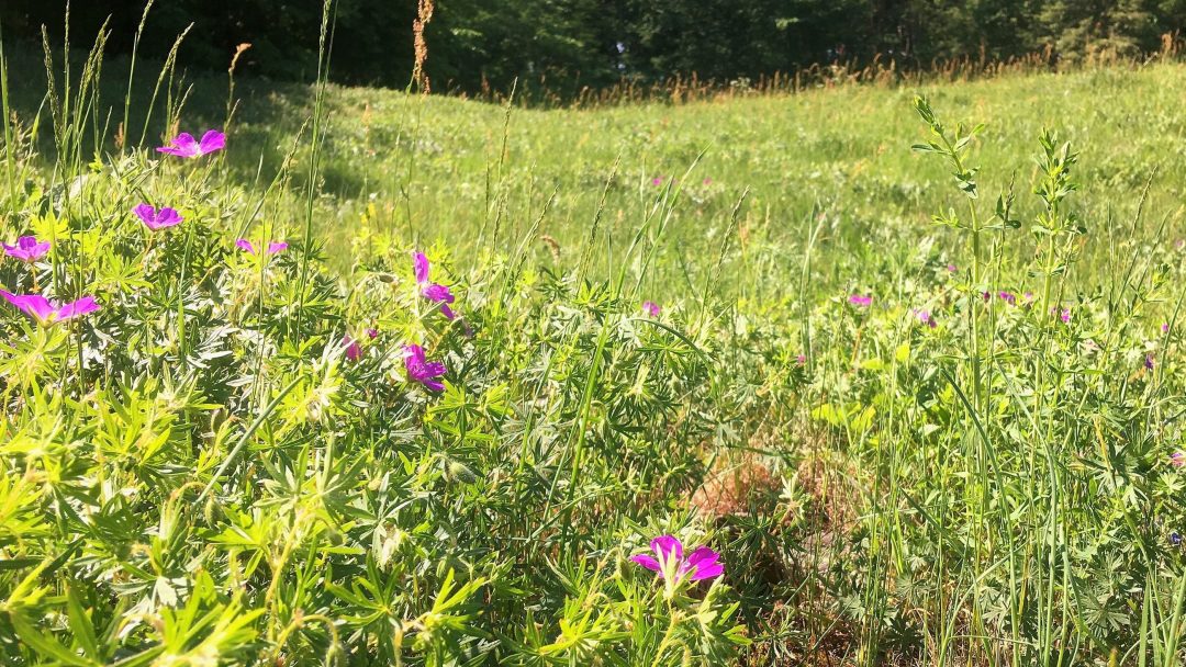 meadow, flowers