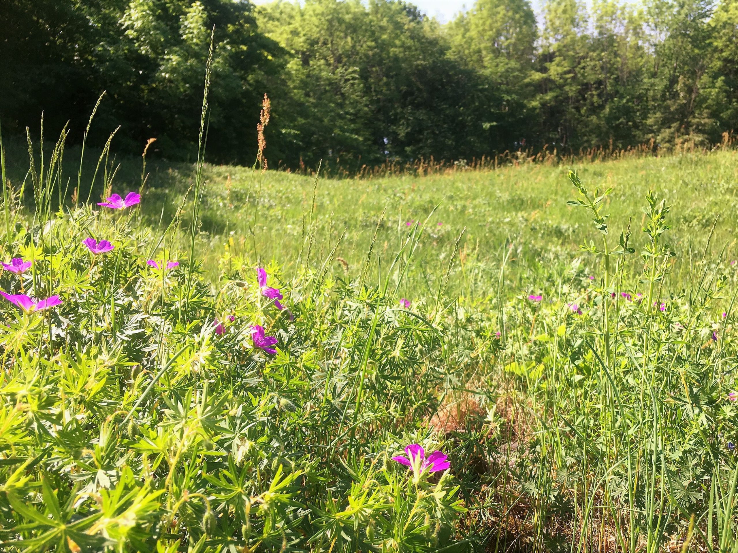 Slåtteenger bidrar til biologisk mangfold på Hovedøya / biodiversity in Oslo