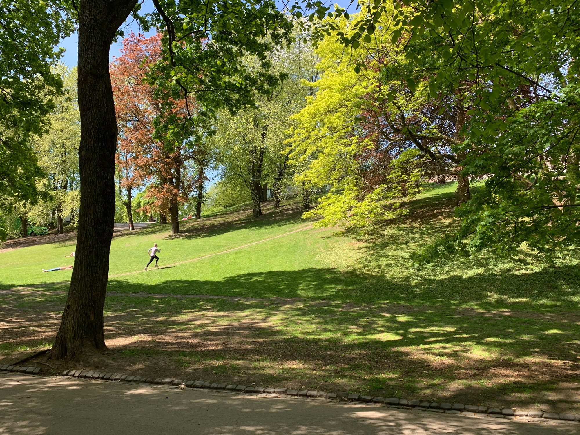 bilde av en park med sol, gress og trær