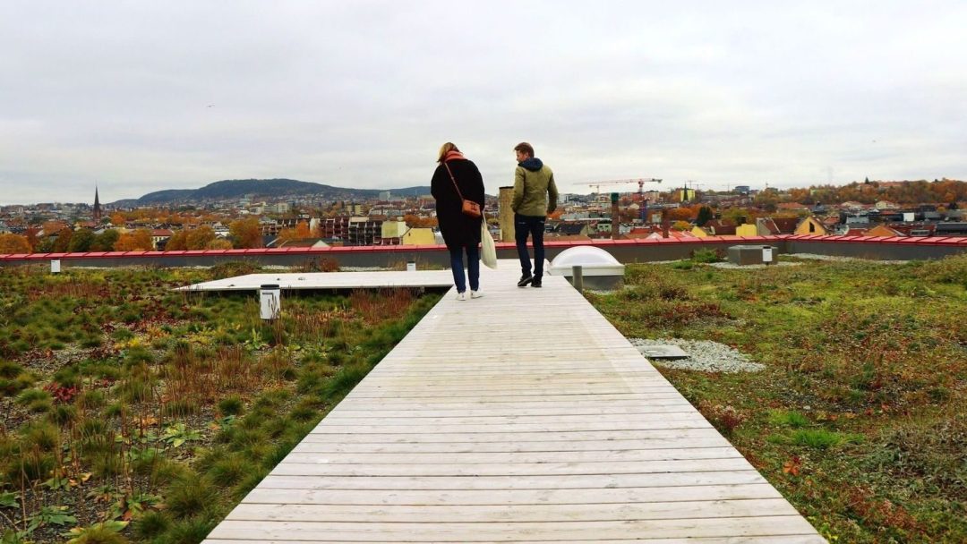 board walk on green roof