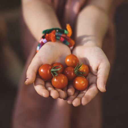 hender med tomater - planteskolen