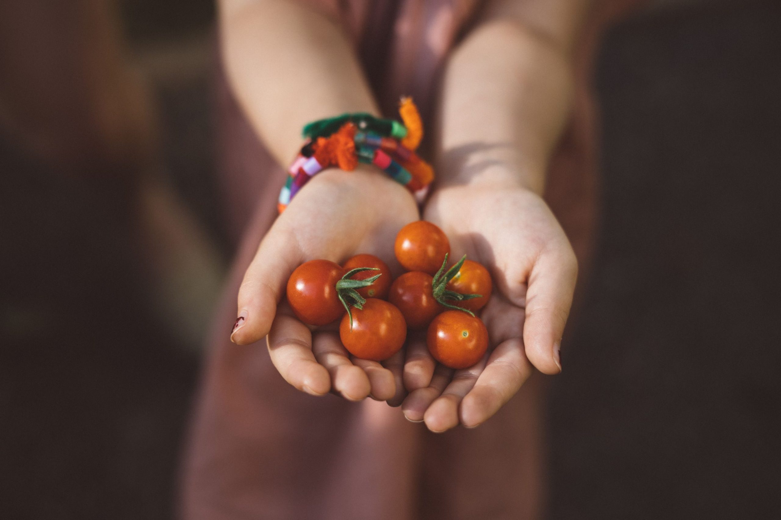 hender med tomater - planteskolen