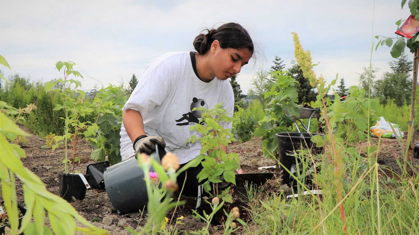 treplanting, hadia mirza