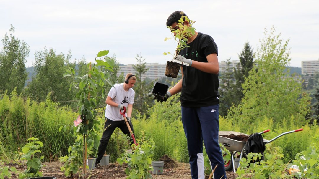 treplanting på ulven