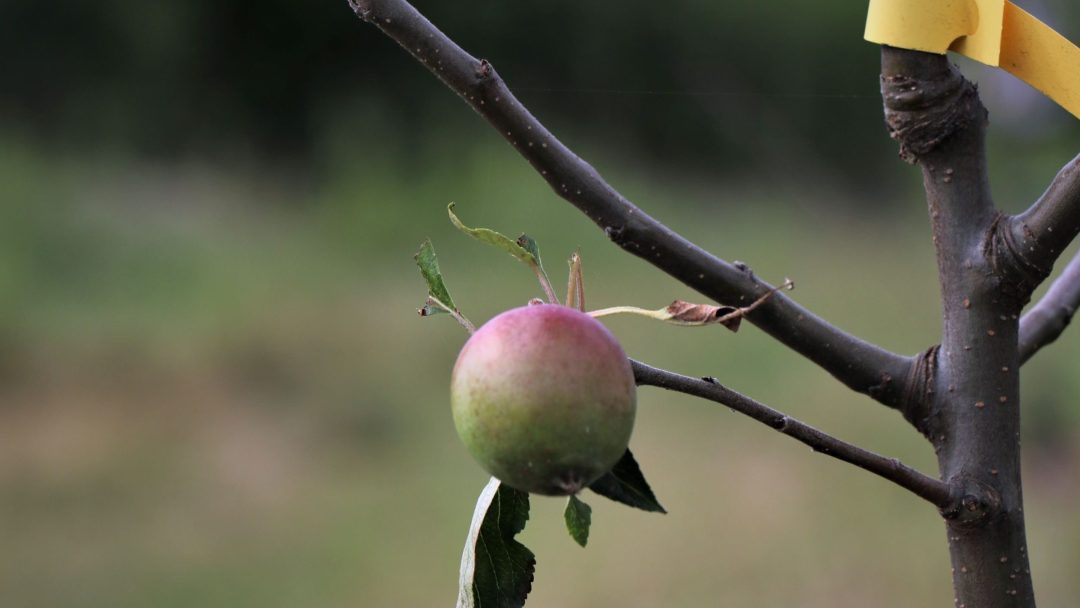 treplanting av epletre