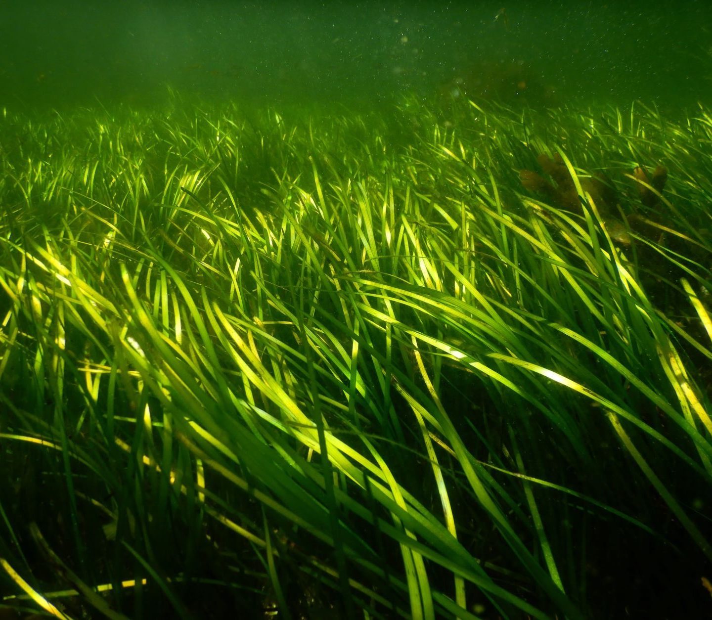 ålegrasenger, foto: Eli Solbergstrand nå planter vi ålegras i Oslofjorden.