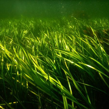 ålegrasenger, foto: Eli Solbergstrand nå planter vi ålegras i Oslofjorden.