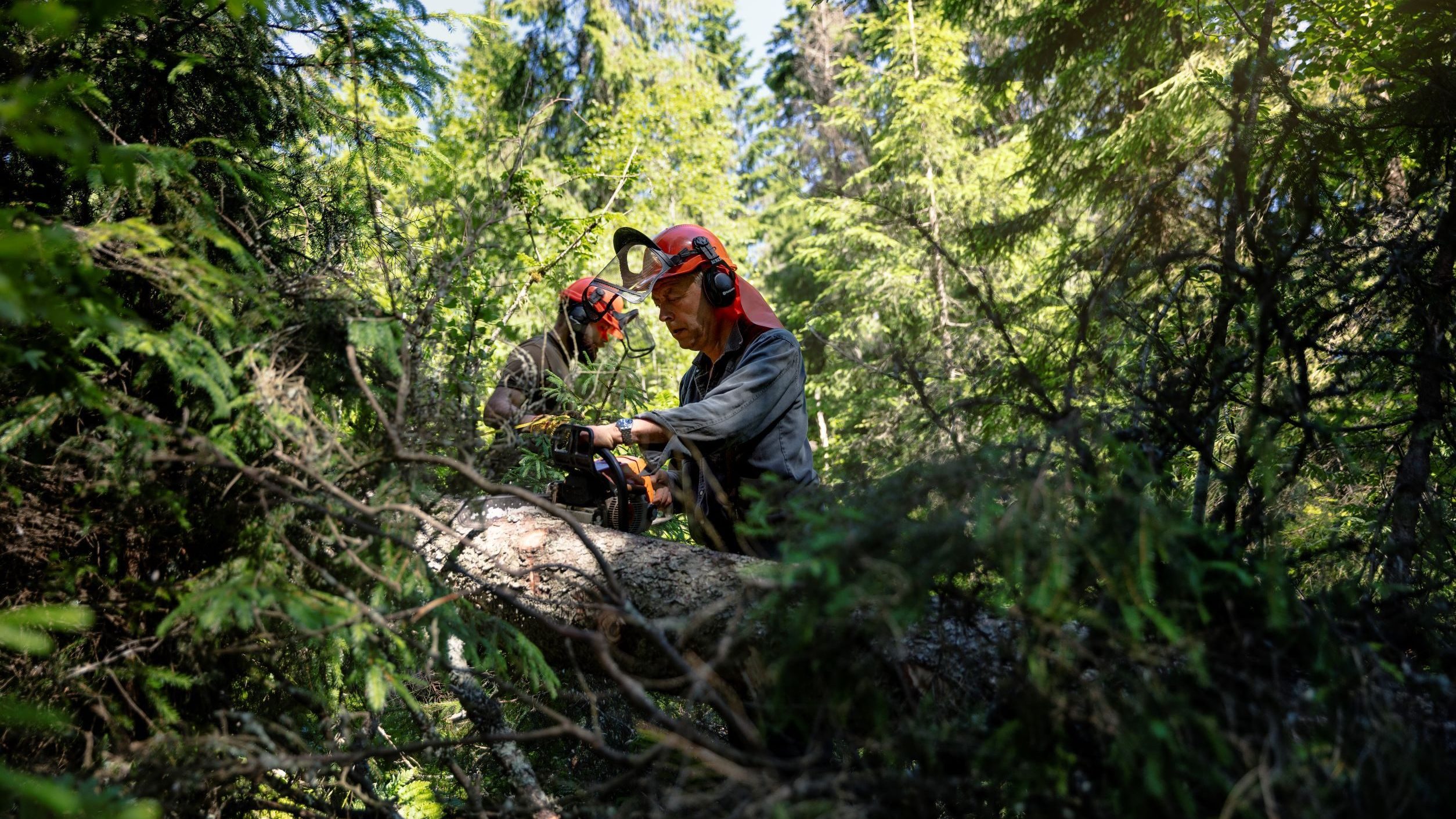 Arbeidskarer i marka. En med hjelm jobber med motorsagen på det liggende treet.