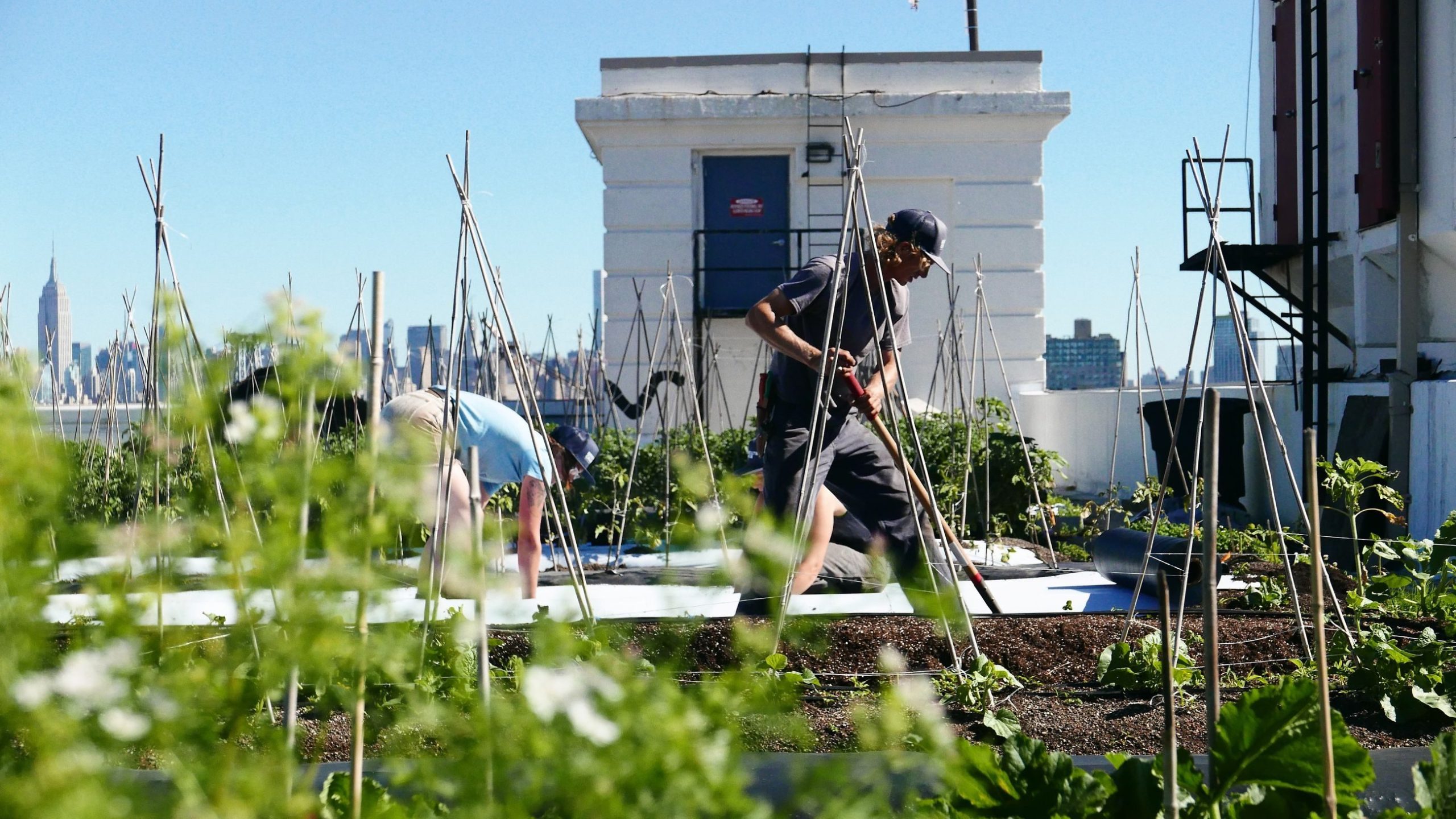I Brooklyn dyrkes det tonnevis av grønnsaker i takhager