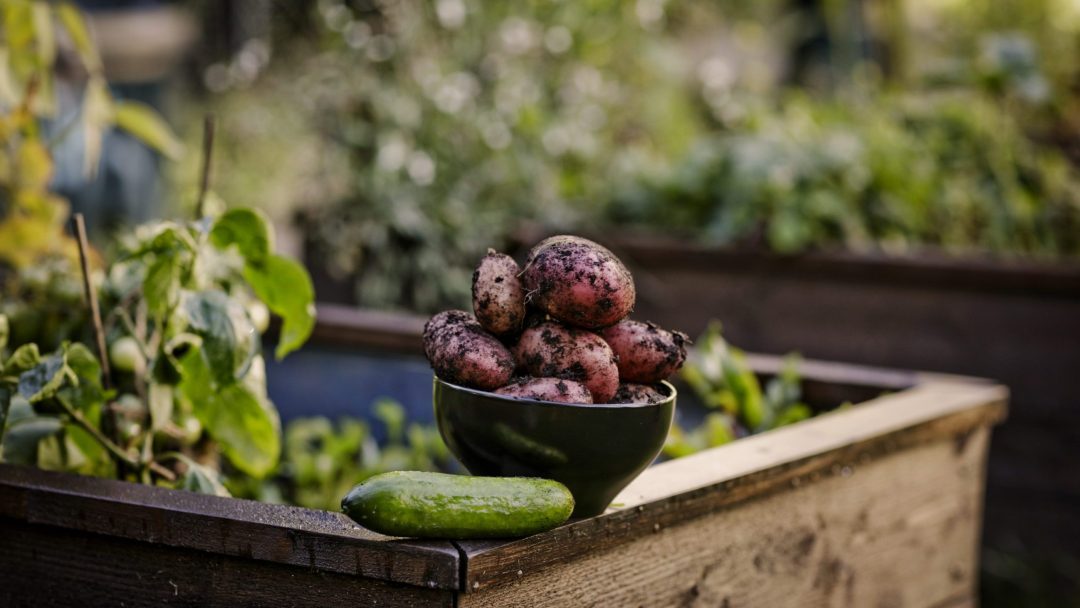 plant containers, cucumbers, beetroots, salad leaves