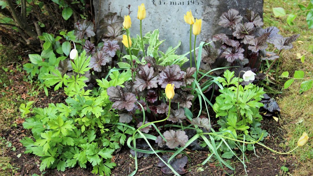 Staudebed med blomster som skogstulipan, skogsmyrle, kattemynte, bekkeblom og orientvalmue.