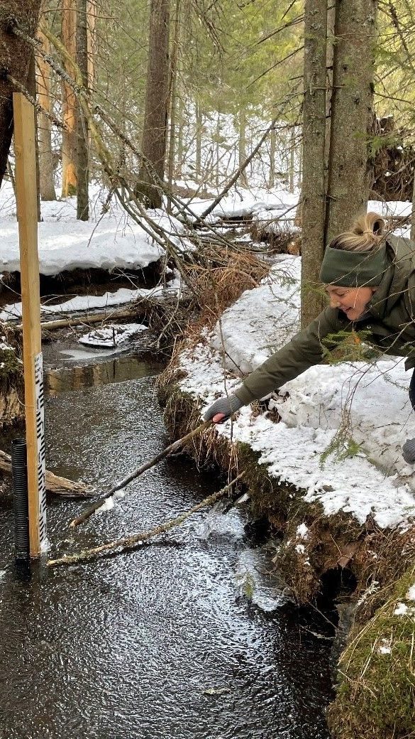 Linn Marie sjekker vannstanden i bekken ved barrieren med en målestokk.