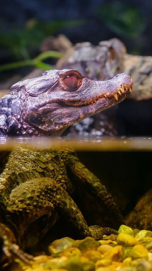 Alligator i vann