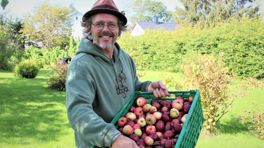 mann som står i en hage og holder en kasse med røde epler
