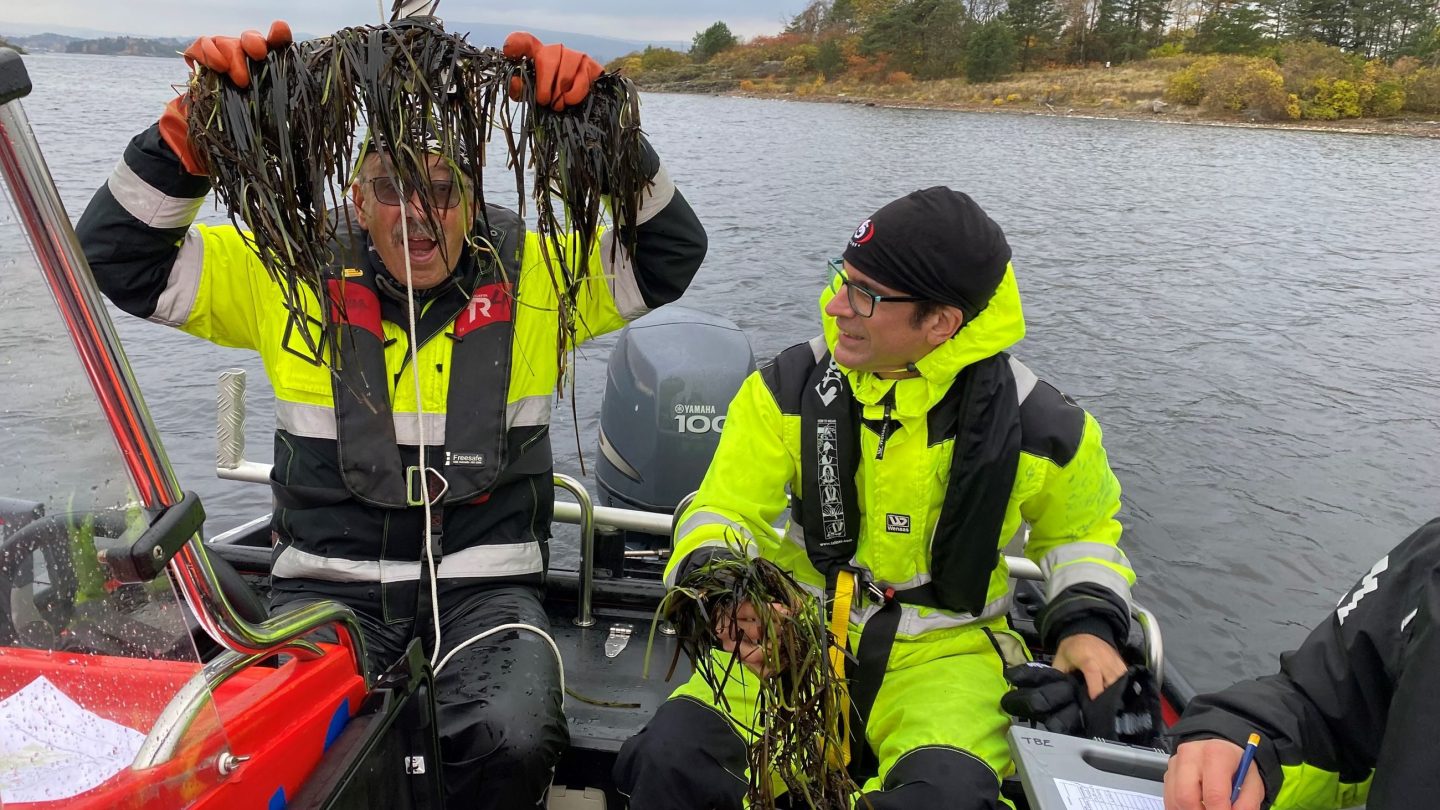 Befaring Oslofjorden oktober 2021 - ålegras.