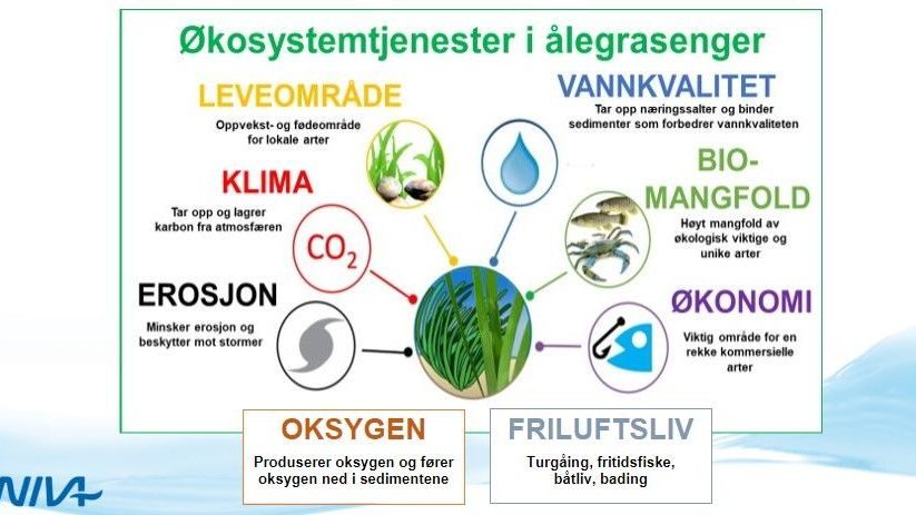 En figur som viser økosystemtjenestene i ålegrasengene.