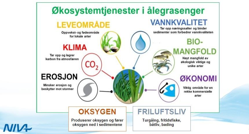 Hvorfor er ålegrasenger viktige, plansje