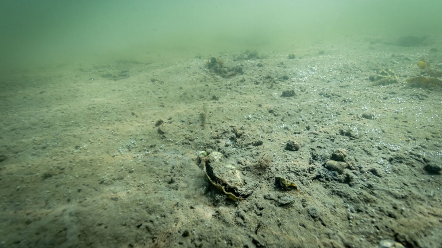 havbunn uten ålegras frognerkilen