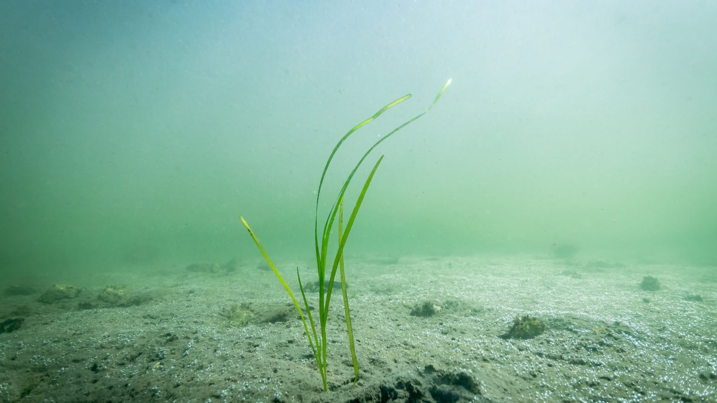 Utplantet ålegras ved Frognerkilen