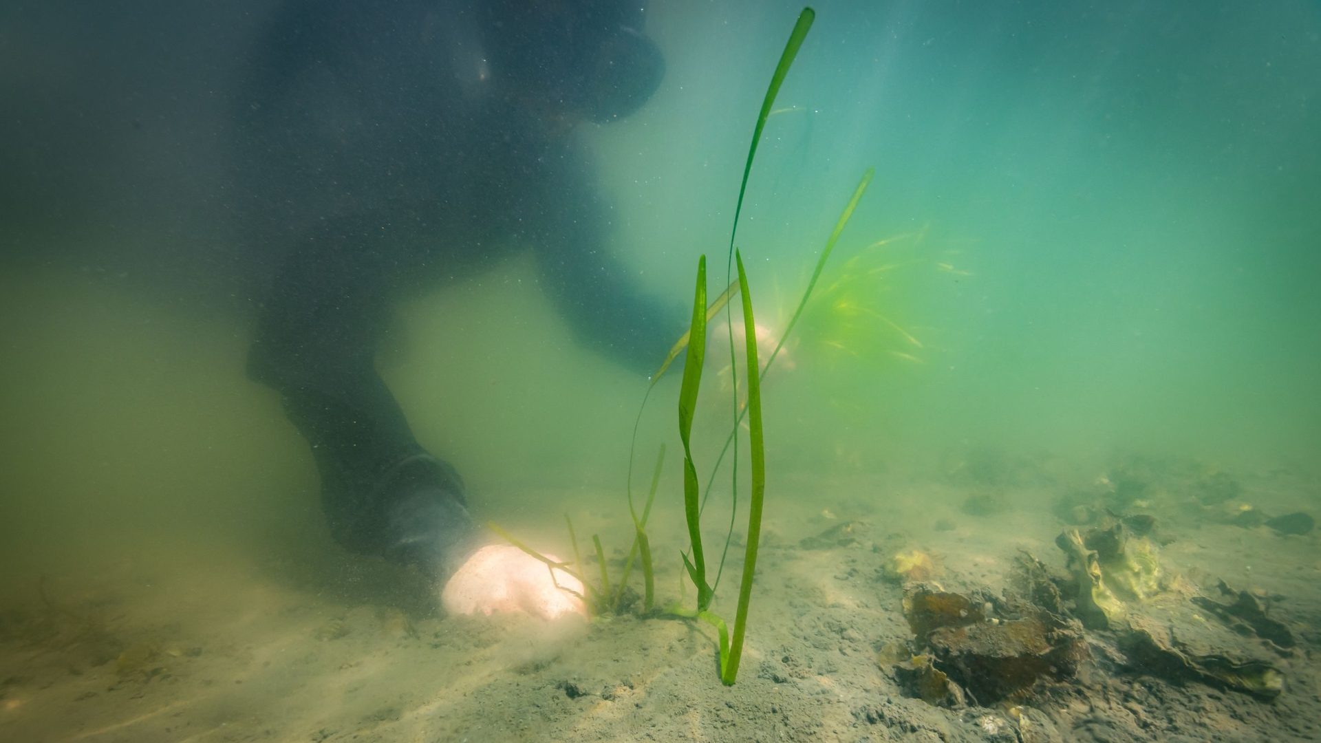 en dykker planter ålegras på havbunnen