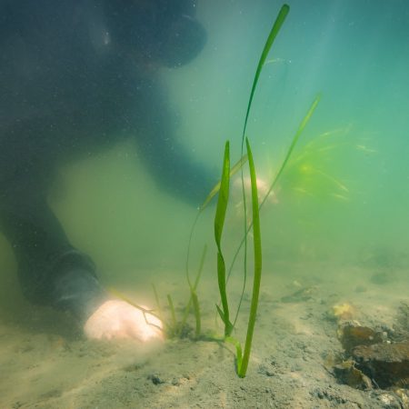 Gå til Nå planter vi ålegras i Oslofjorden