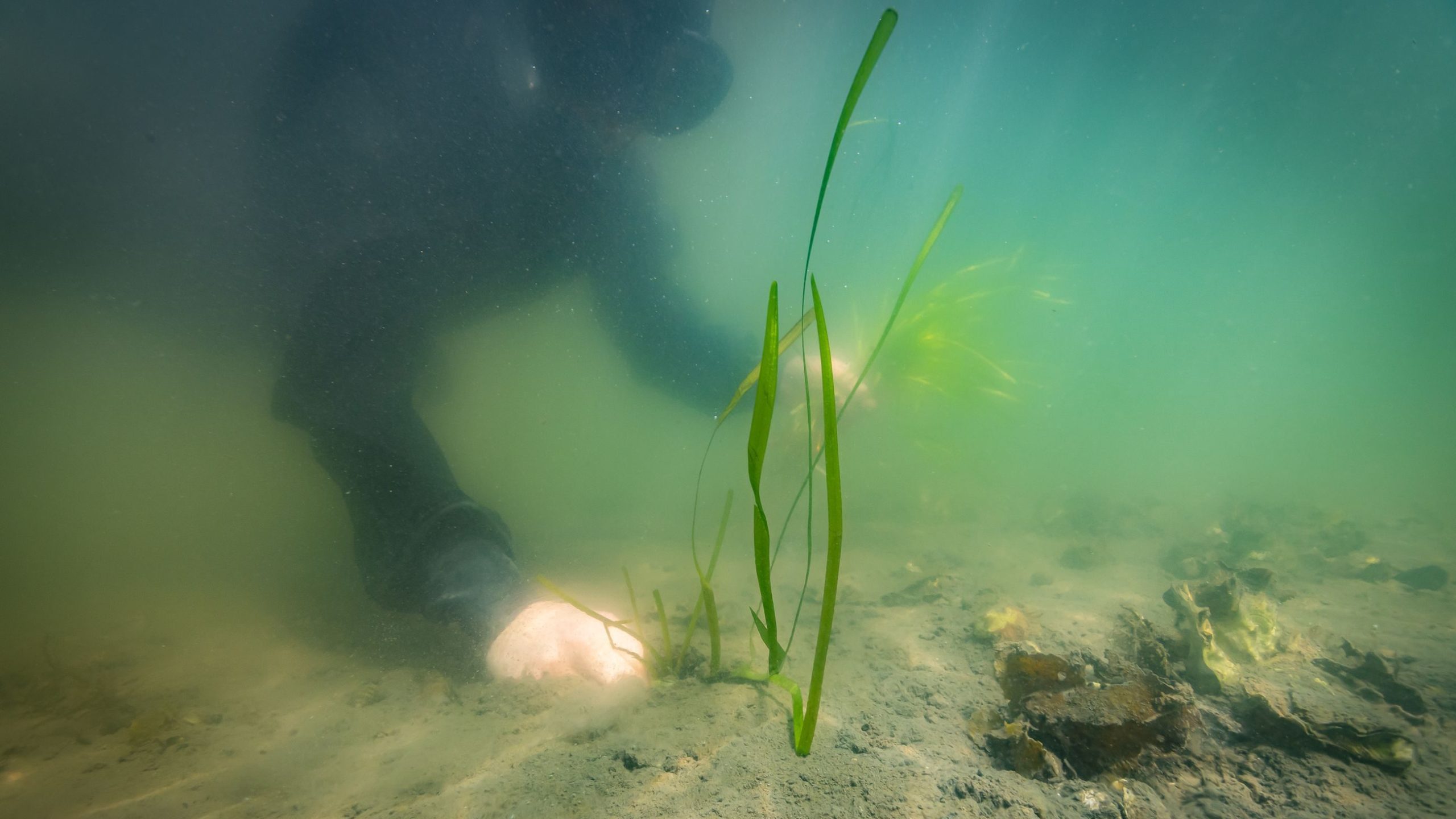 Gå til Nå planter vi ålegras i Oslofjorden