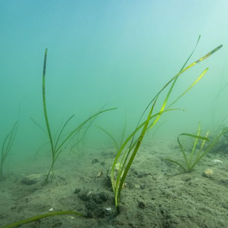 Gå til Restaurerbar natur i Oslo kommunes marine områder
