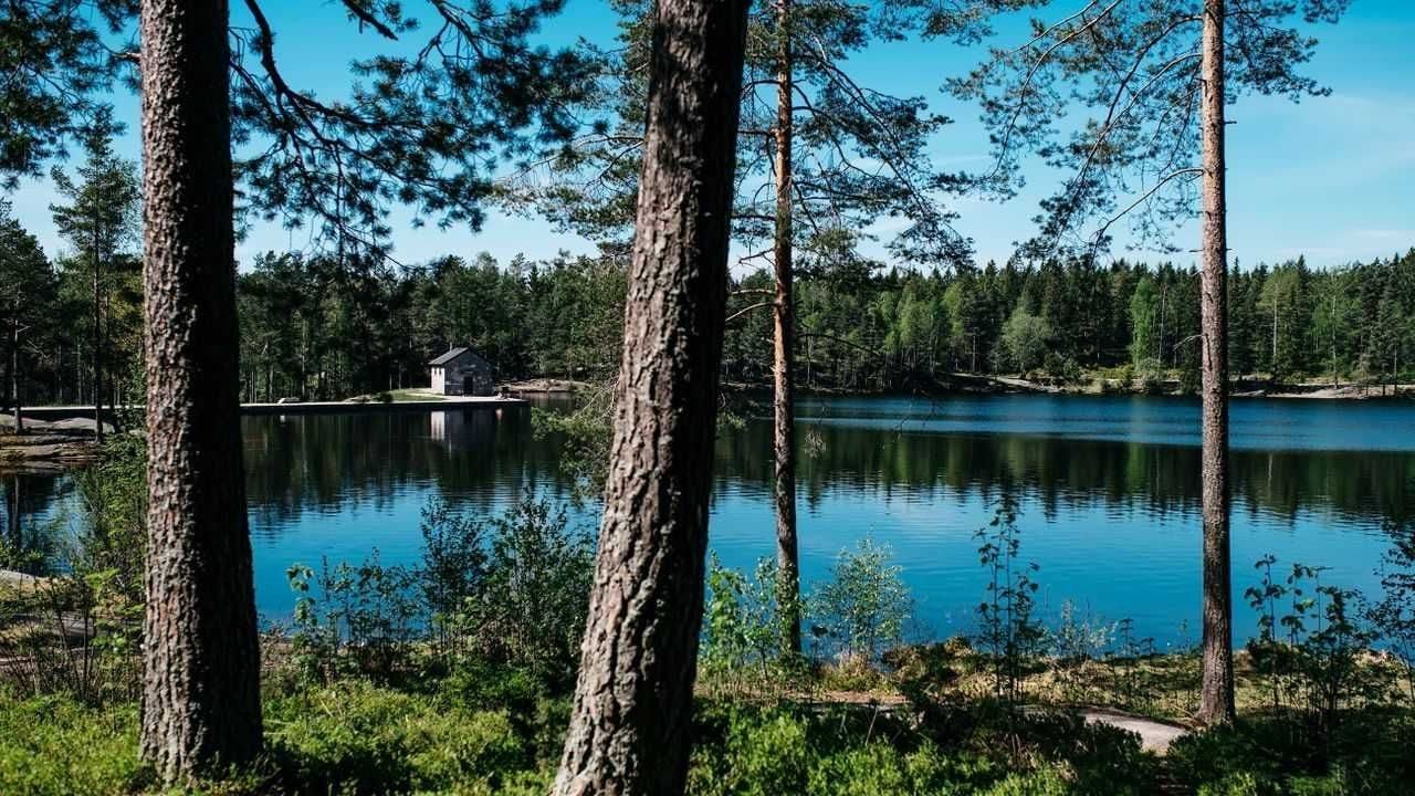 Steinbruvann med tre i forgrunn